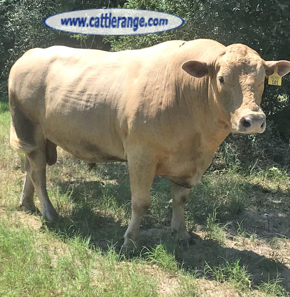 Cattle Range Listing Image