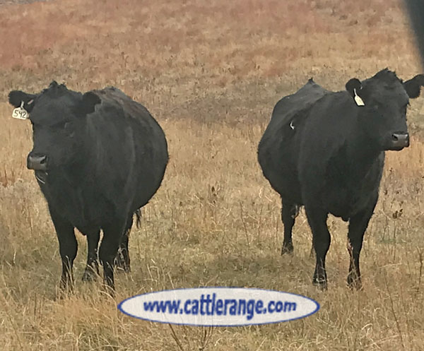 Cattle Range Listing Image