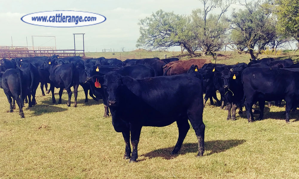 Cattle Range Listing Image