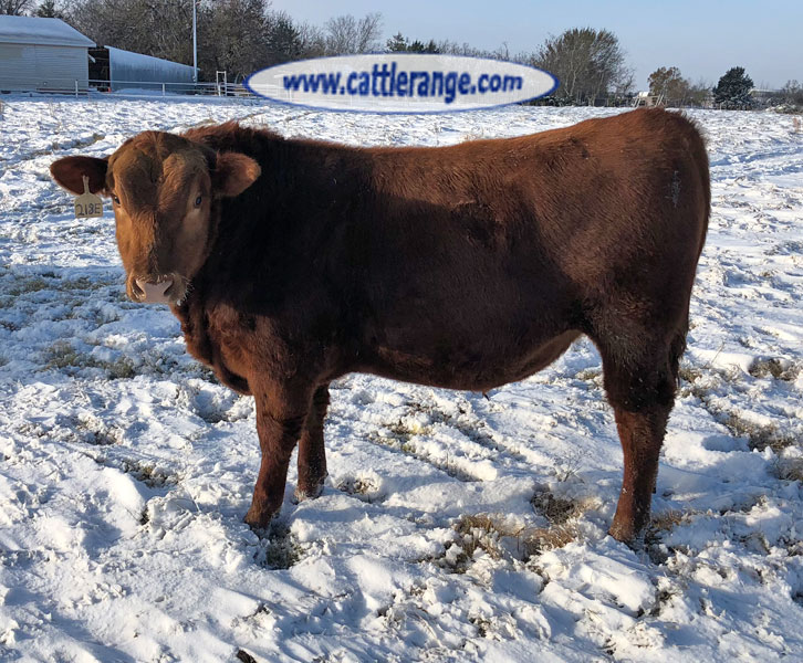 Cattle Range Listing Image