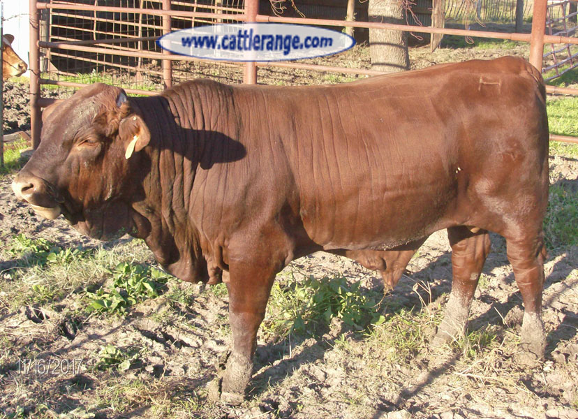 Cattle Range Listing Image