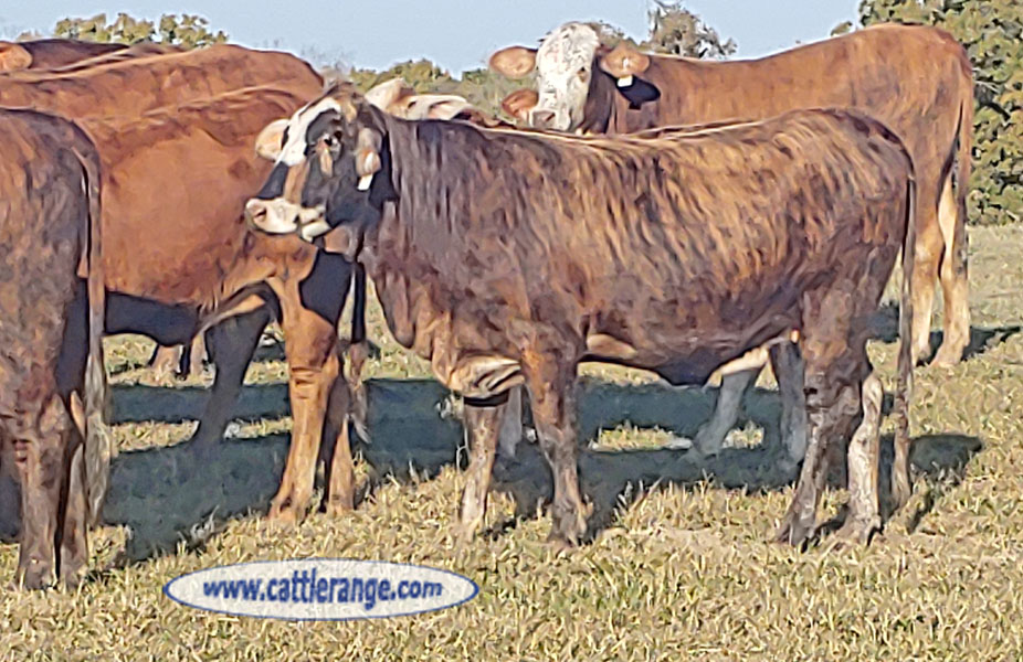 Cattle Range Listing Image