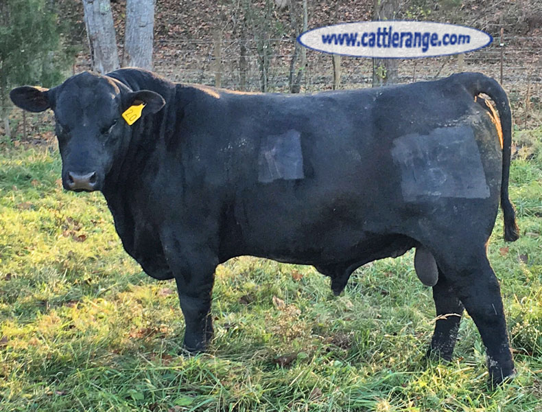 Cattle Range Listing Image