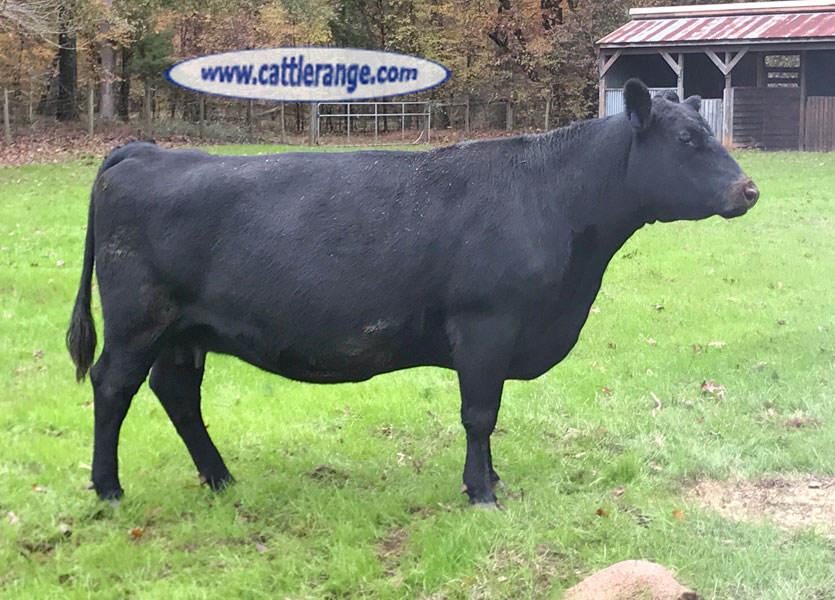 Cattle Range Listing Image