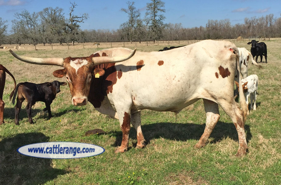 Cattle Range Listing Image
