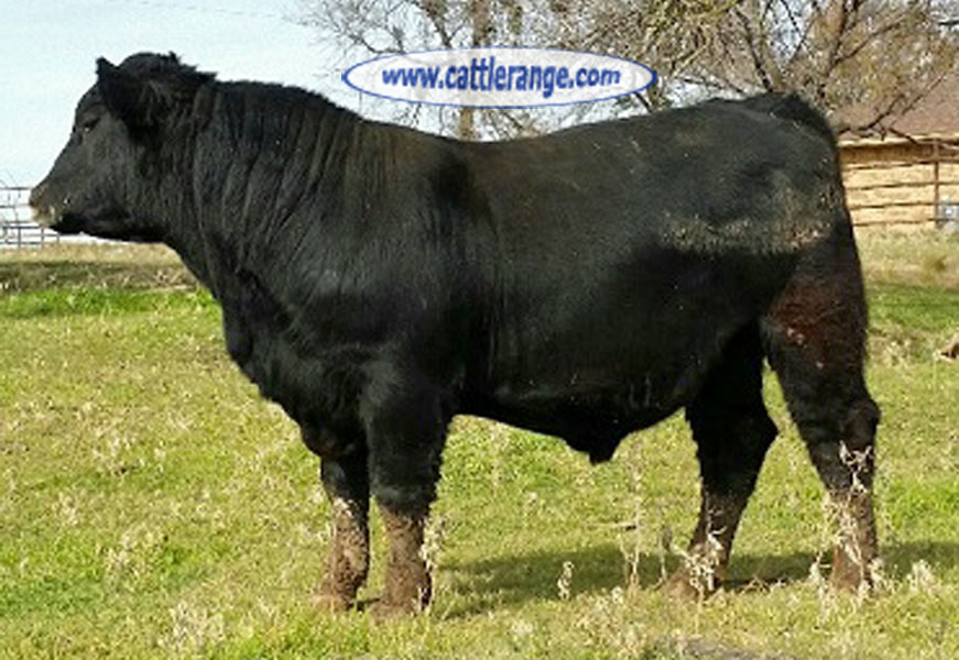 Cattle Range Listing Image