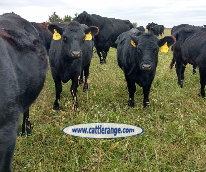 Cattle Range Listing Image