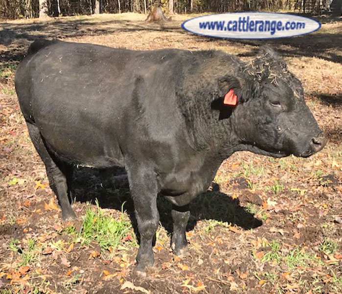 Cattle Range Listing Image