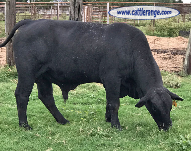 Cattle Range Listing Image