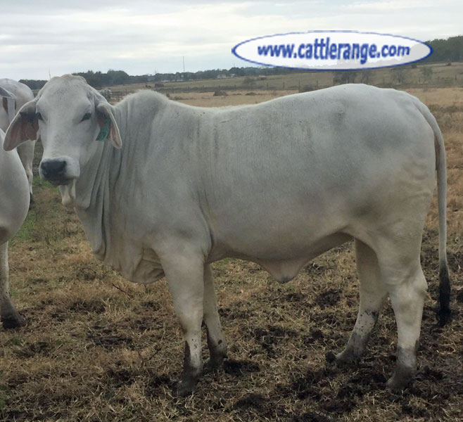 Cattle Range Listing Image