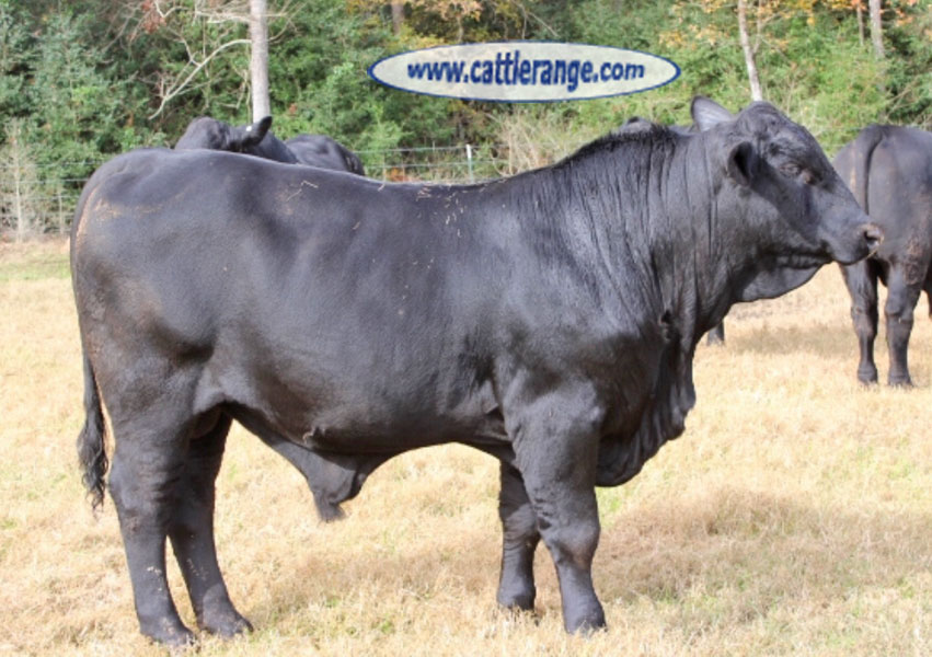 Cattle Range Listing Image