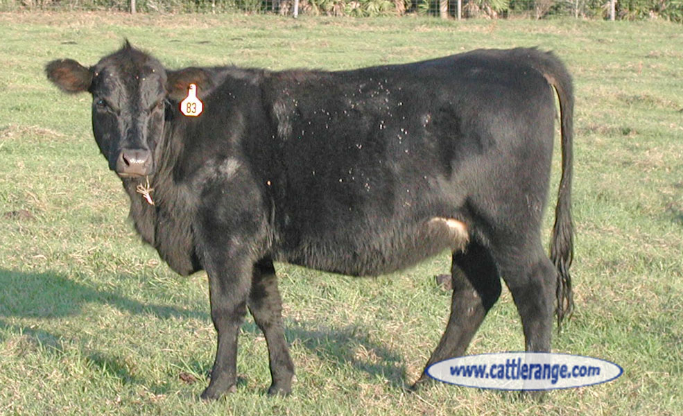 Cattle Range Listing Image