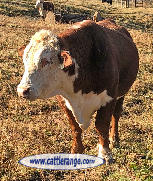 Cattle Range Listing Image