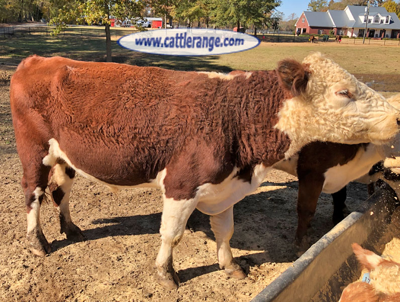 Cattle Range Listing Image