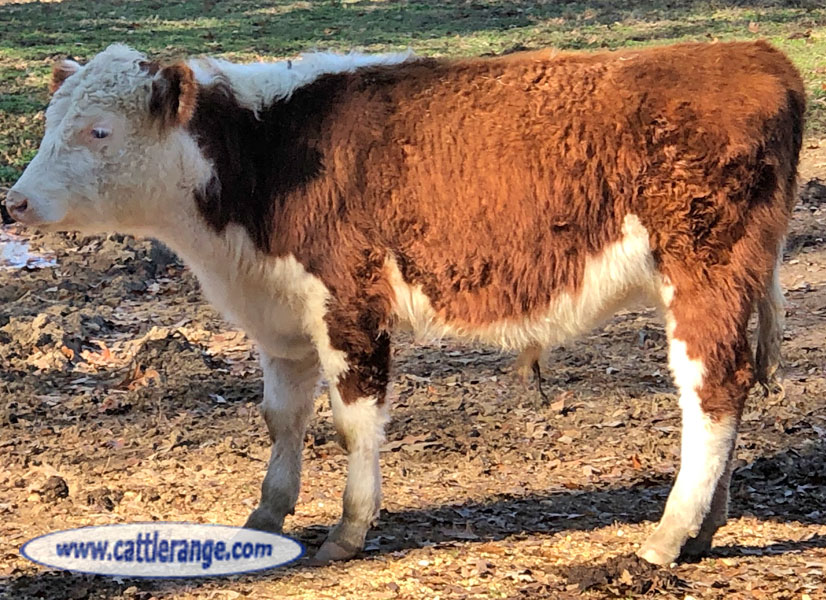 Cattle Range Listing Image