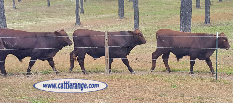 Cattle Range Listing Image
