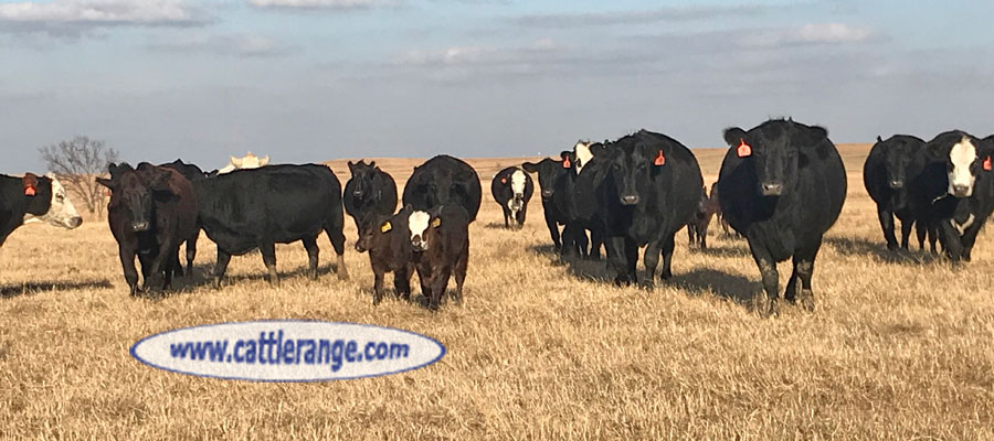 Cattle Range Listing Image