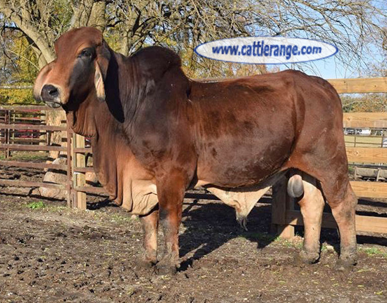 Cattle Range Listing Image