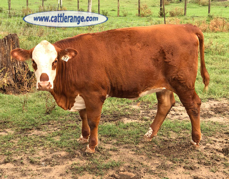 Cattle Range Listing Image