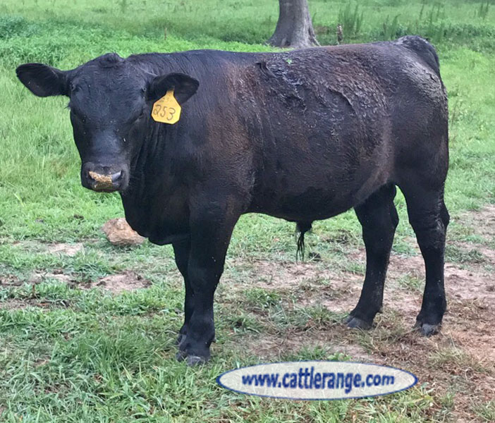 Cattle Range Listing Image