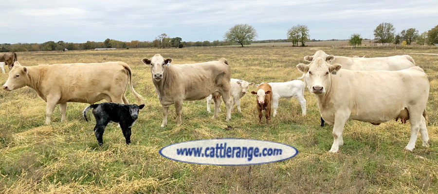 Cattle Range Listing Image