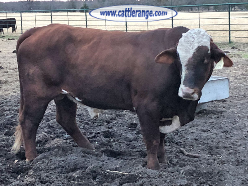 Cattle Range Listing Image