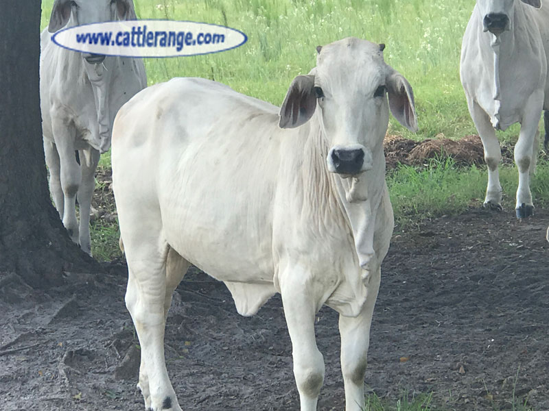 Cattle Range Listing Image