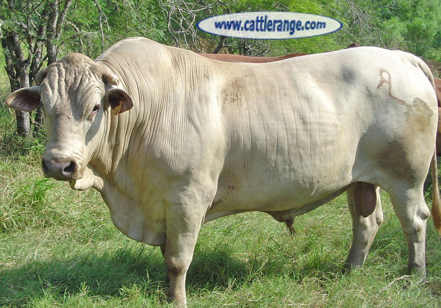 Cattle Range Listing Image