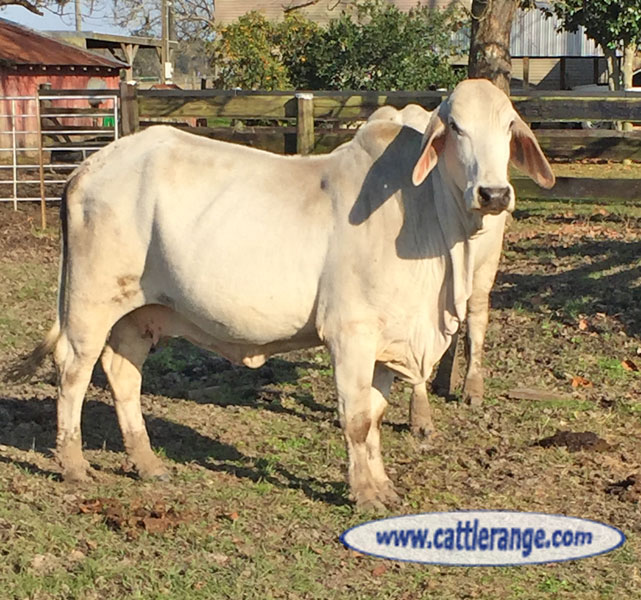 Cattle Range Listing Image