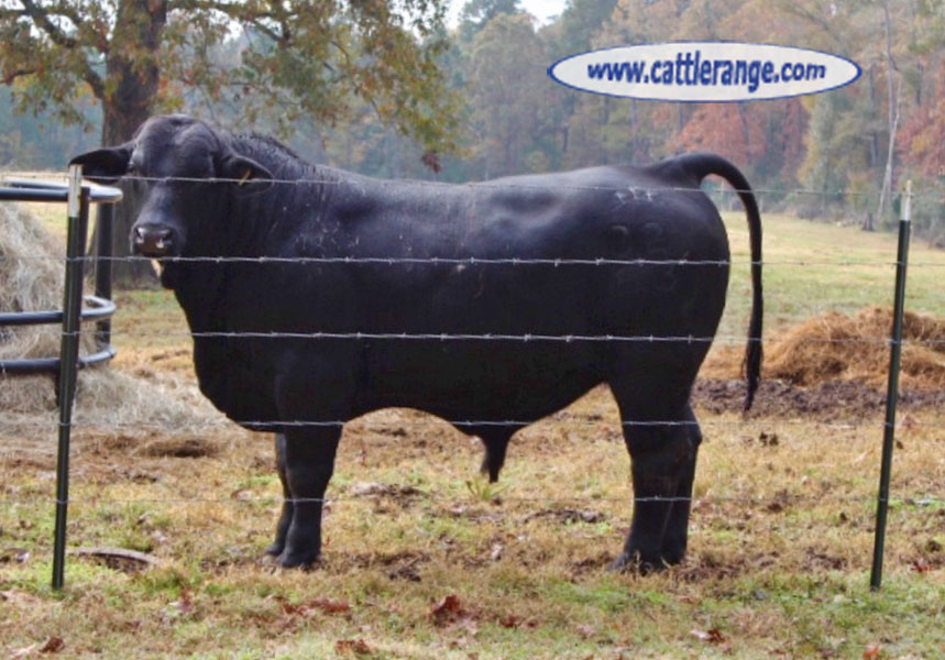 Cattle Range Listing Image