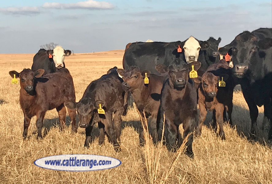 Cattle Range Listing Image