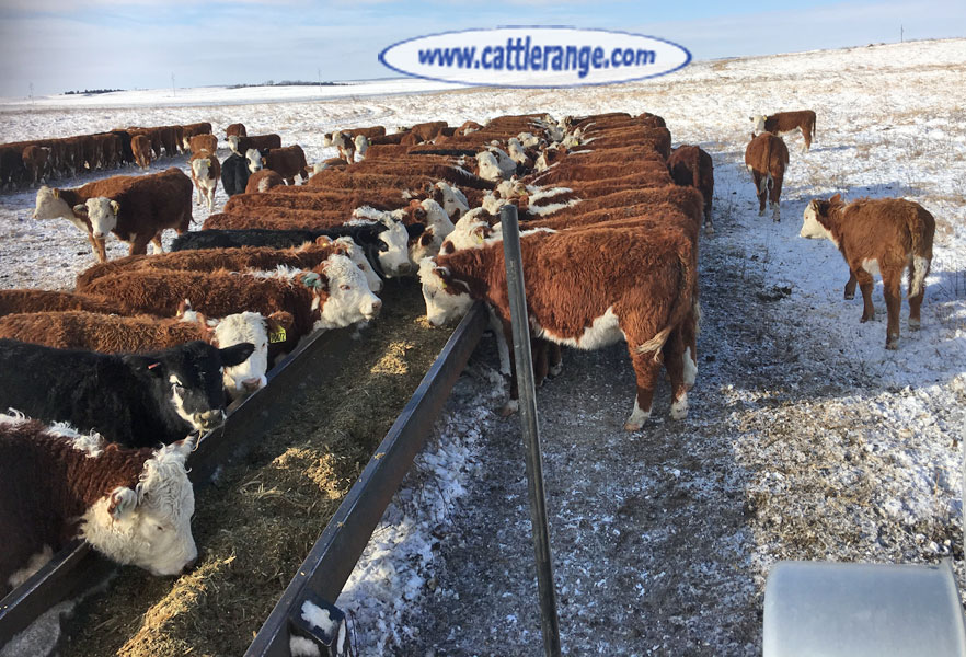 Cattle Range Listing Image