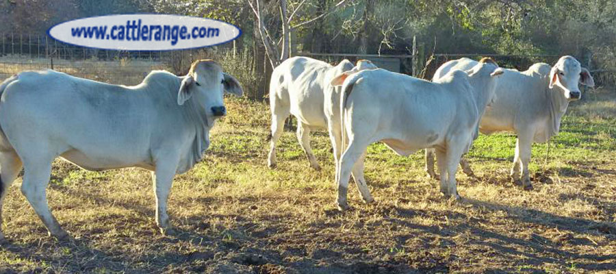 Cattle Range Listing Image
