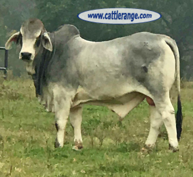 Cattle Range Listing Image