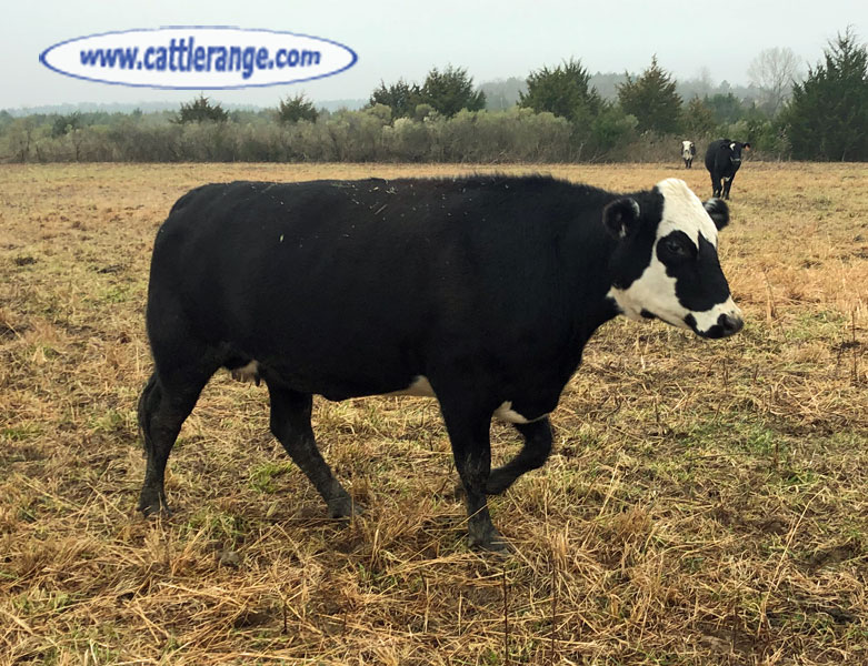 Cattle Range Listing Image