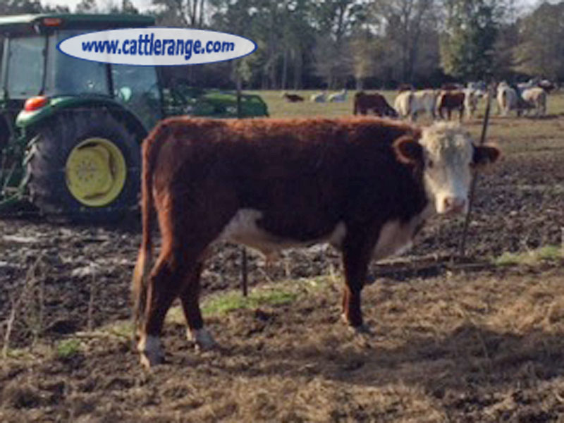 Cattle Range Listing Image