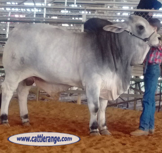Cattle Range Listing Image