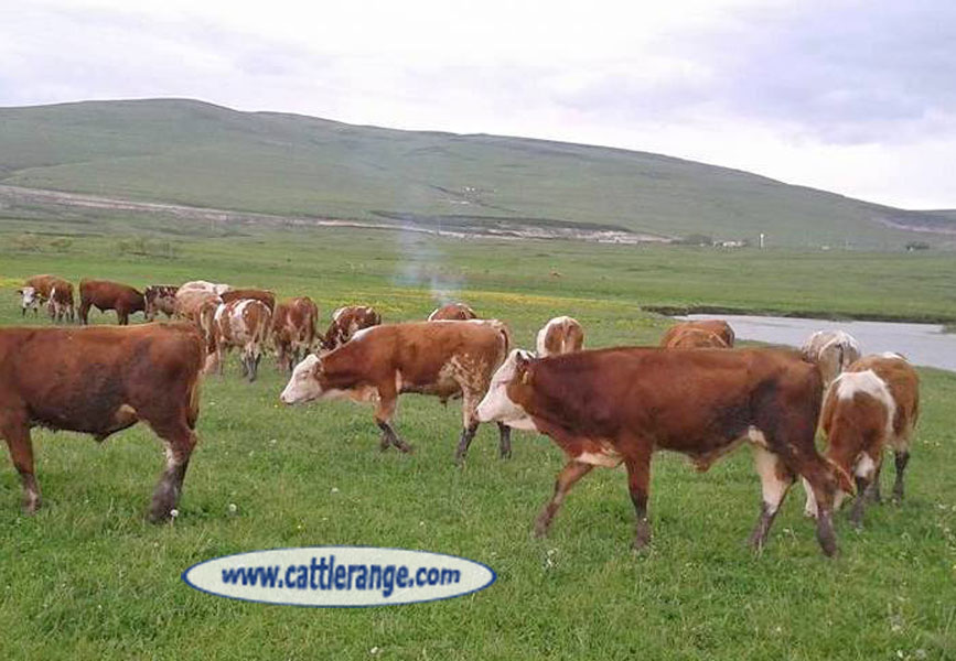 Cattle Range Listing Image