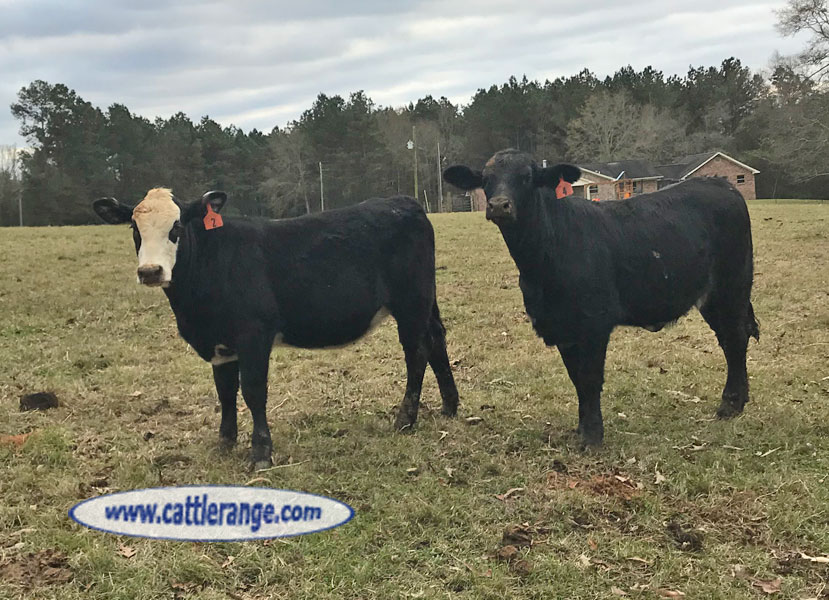 Cattle Range Listing Image
