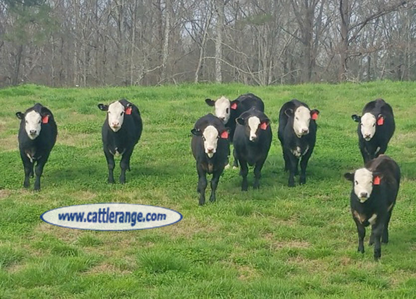 Cattle Range Listing Image