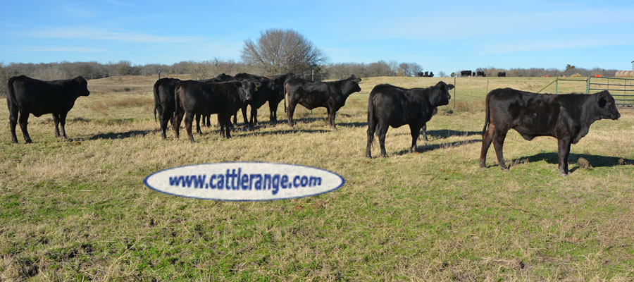 Cattle Range Listing Image