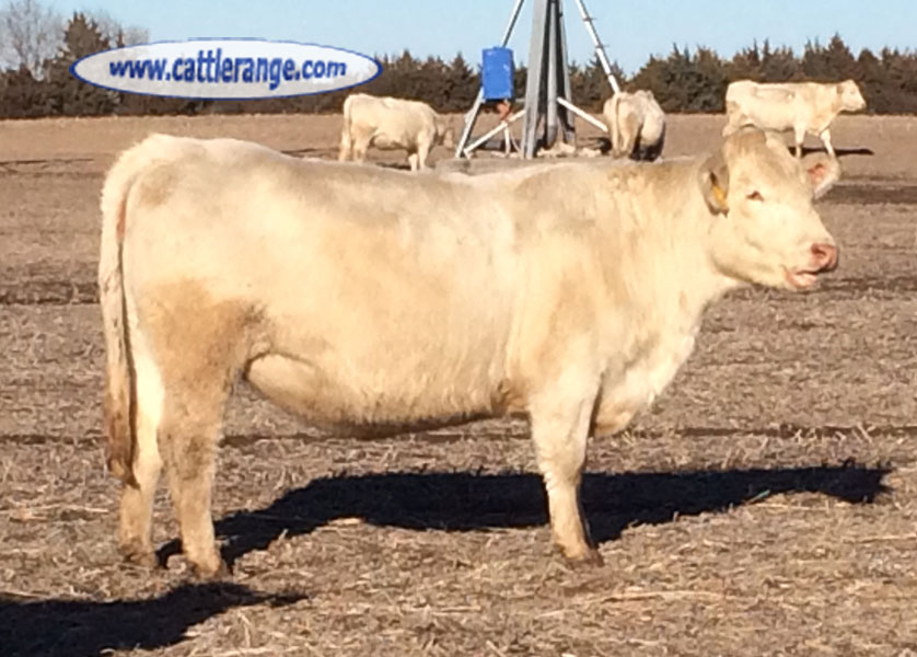 Cattle Range Listing Image
