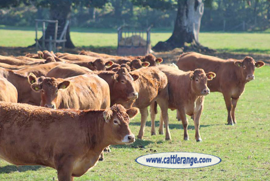 Cattle Range Listing Image