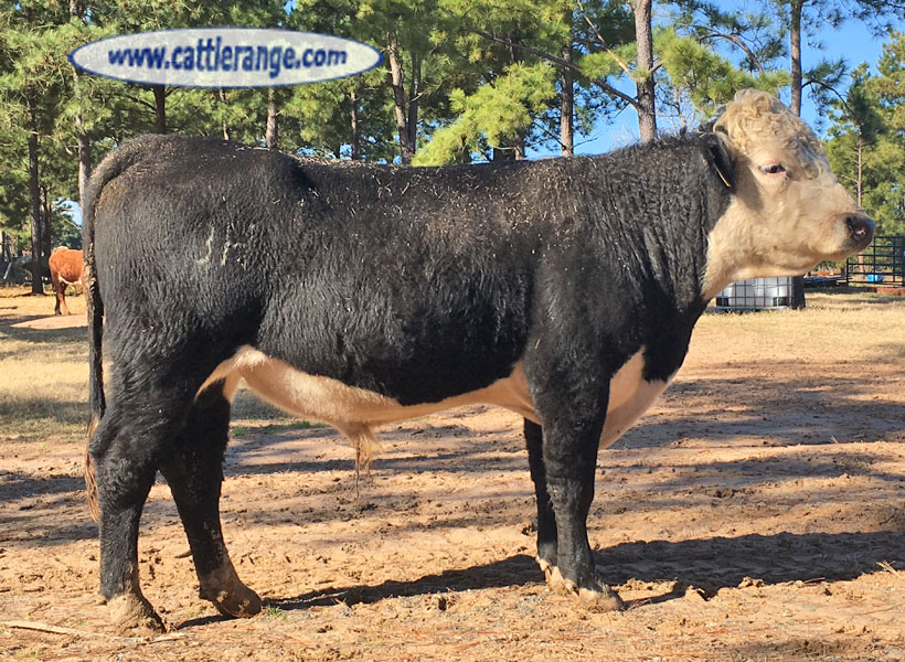 Cattle Range Listing Image
