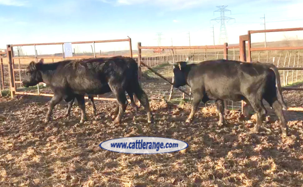 Cattle Range Listing Image
