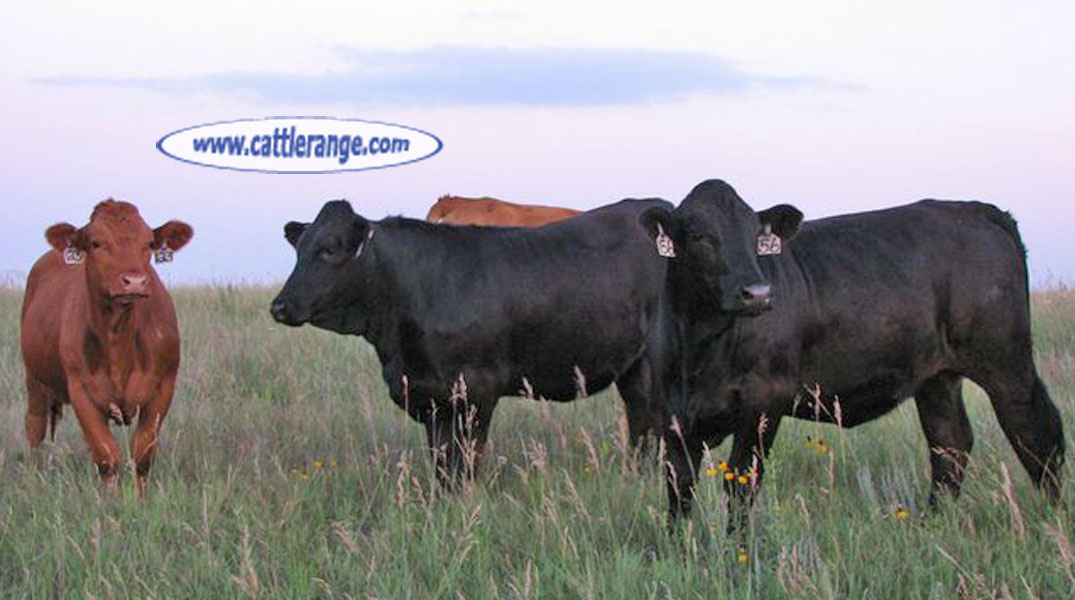 Cattle Range Listing Image