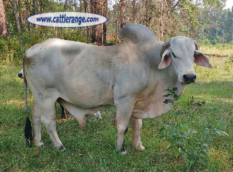 Cattle Range Listing Image