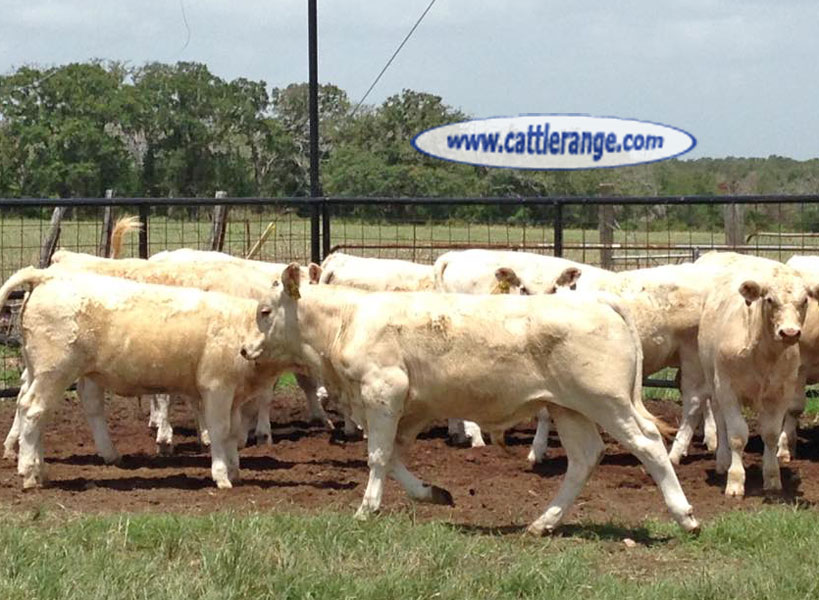 Cattle Range Listing Image
