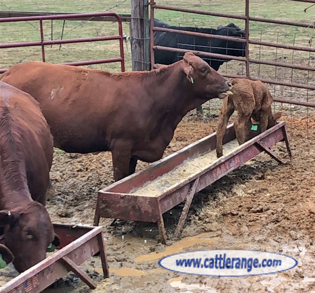 Cattle Range Listing Image