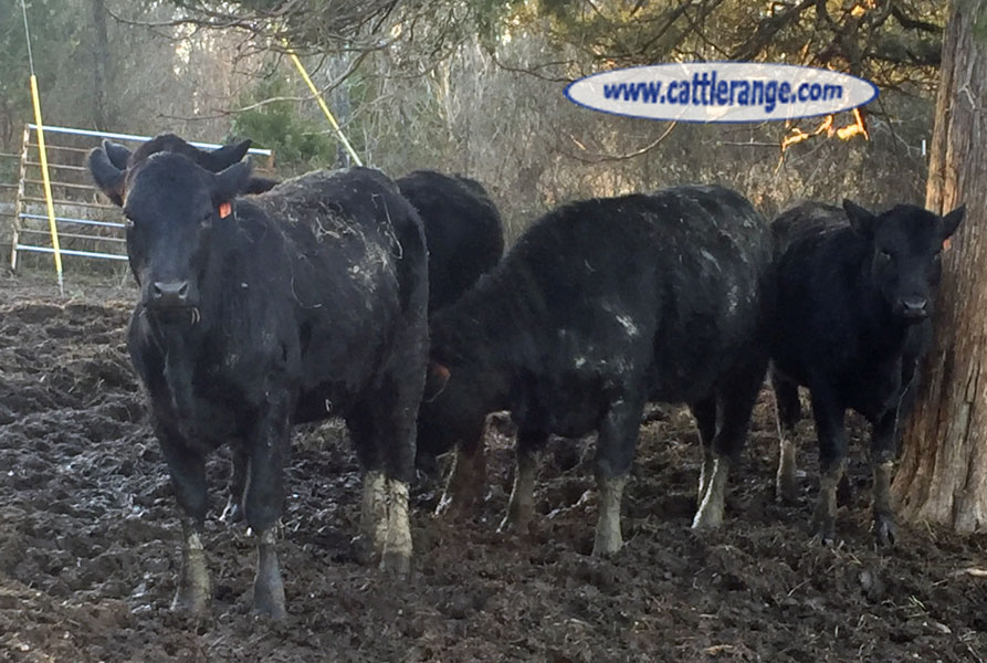 Cattle Range Listing Image